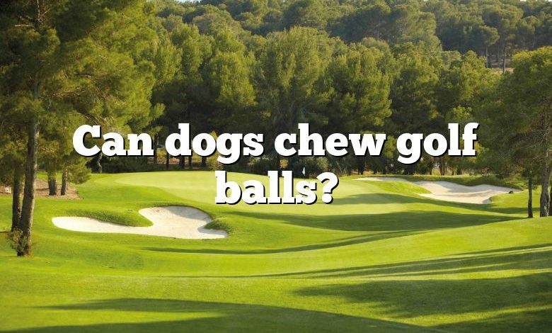 Can dogs chew golf balls?