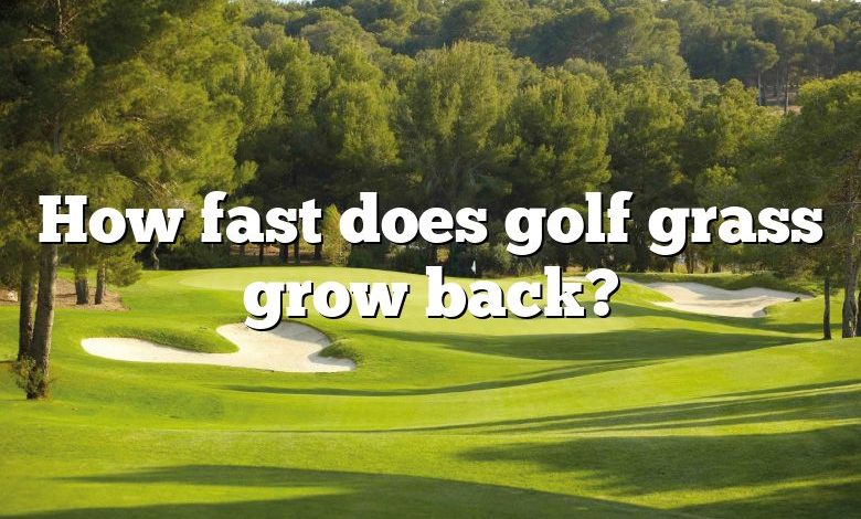 How fast does golf grass grow back?