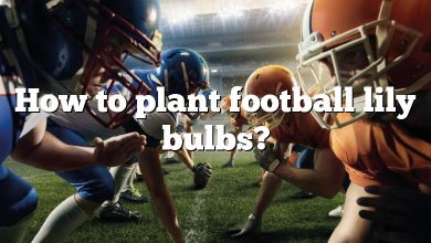 How to plant football lily bulbs?