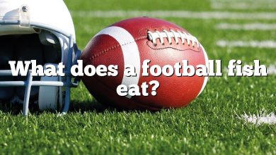 What does a football fish eat?