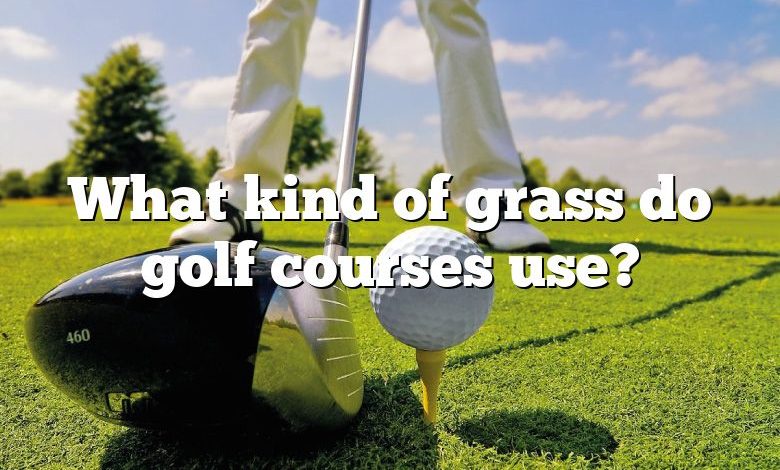 What kind of grass do golf courses use?