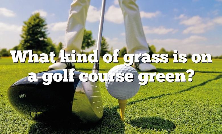 What kind of grass is on a golf course green?