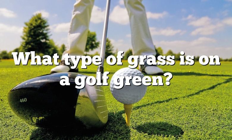 What type of grass is on a golf green?